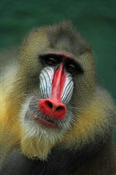 MandrillPortrait