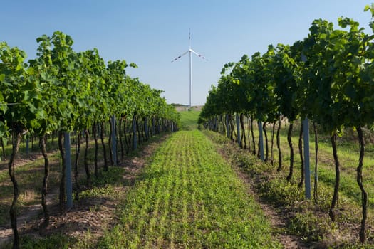 alternative energy,wind power plant on a vineyard