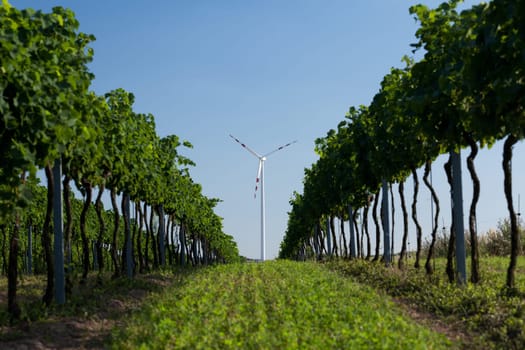 alternative energy,wind power plant on a vineyard