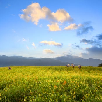 Daylily flower at sixty Stone Mountain in Taiwan Hualien festival