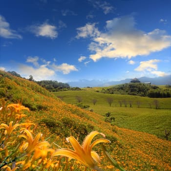 Daylily flower at sixty Stone Mountain in Taiwan Hualien festival