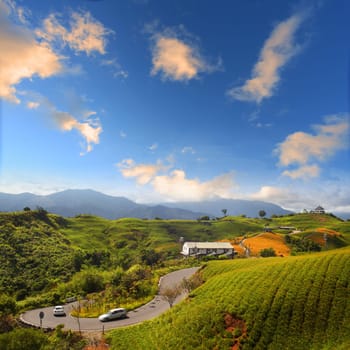 Daylily flower at sixty Stone Mountain in Taiwan Hualien festival