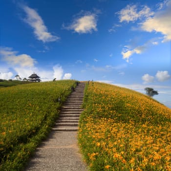 Daylily flower at sixty Stone Mountain in Taiwan Hualien festival