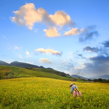 Daylily flower at sixty Stone Mountain in Taiwan Hualien festival