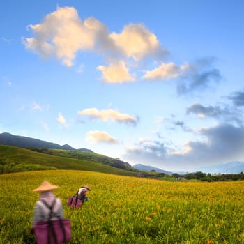 Daylily flower at sixty Stone Mountain in Taiwan Hualien festival