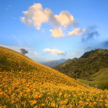 Daylily flower at sixty Stone Mountain in Taiwan Hualien festival