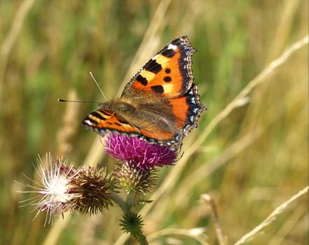 Small tortoiseshell