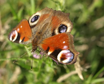 Peacock
