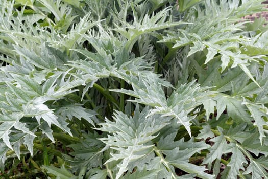 Very large green gray leaves from a very old artichoke plant growing in a garden make for a great background.