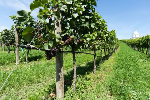 Vineyard,agriculture in beautiful nature