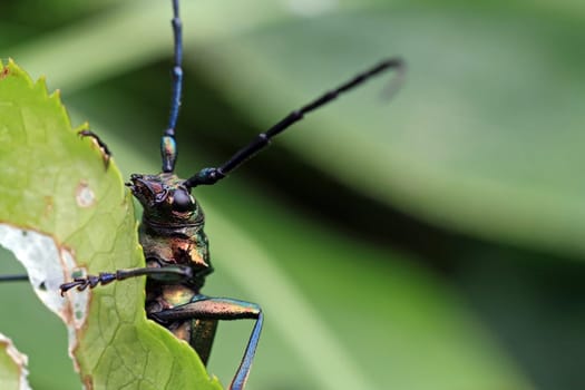 The protected musk buck or musk beetle