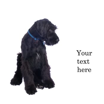 Closeup of very attentive schnauser puppy