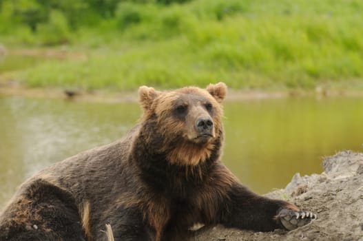Close-up of an Alaskan brown bear, a Grizzly bear