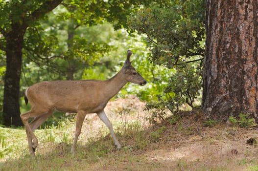 Male (buck) Californian Black-tailed deer in velvet feeding and walking through typical forested area