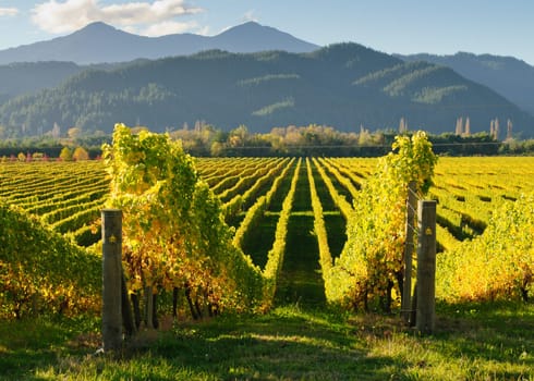 vineyards in the Wairua valley on the South Island of New Zealand