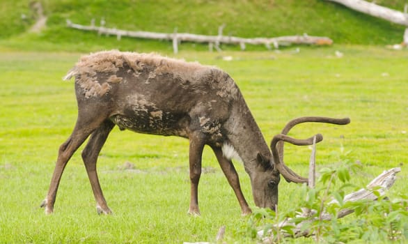 male alaskan caribou feeding
