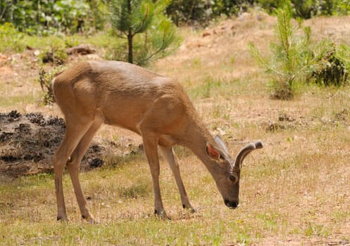 Male (buck) Californian Black-tailed deer in velvet feeding and walking through typical forested area