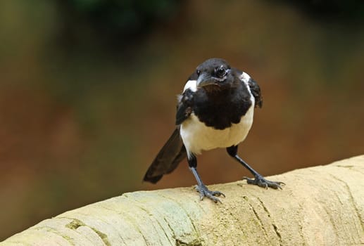 Magpie