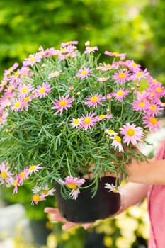 Purple daisy flower in pot close-up portrait
