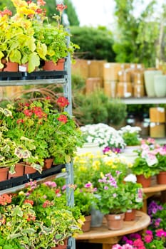 Garden center green house with full range colorful potted flowers
