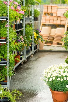 Garden center green house with full range colorful potted flowers