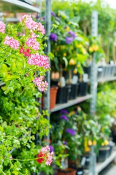 Potted flowers on shelves in garden shop greenhouse plants