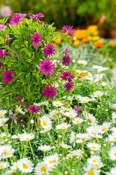 White and purple daisy flowers at garden centre retail store