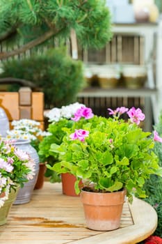 Variety of colorful potted flowers at garden center green house