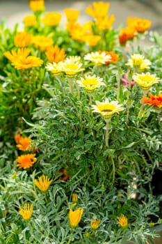 Yellow and orange marigold at garden centre flowers for sale