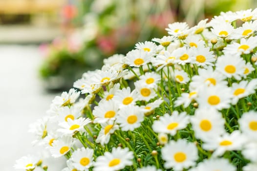 White daisy flower bouquet at garden centre retail store
