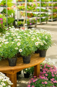 Potted flowers on table in garden centre greenhouse store
