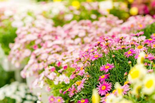 Spring flowers in garden center greenhouse choice of potted plants