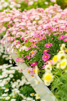 Colorful flowers at garden centre for sale at retail shop