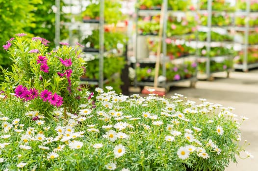 Green house shop with potted flowers at garden centre
