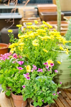 Variety of colorful potted flowers at garden center green house