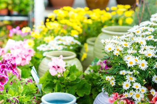 White daisy potted flower at garden center retail store