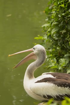 Closeup profile view of Pelican sitting on the water.It has an open beak.