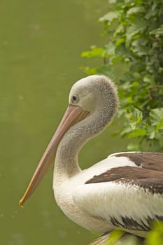 Closeup profile view of Pelican sitting on the water.
