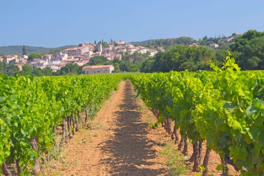 Vineyard in Provence (France). In the background is a typical Provencal village.