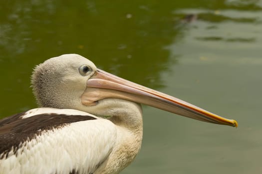 Closeup profile view of Pelican sitting on the water.