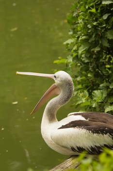 Closeup profile view of Pelican sitting on the water.It has an open beak.