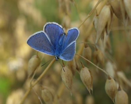 Common blue