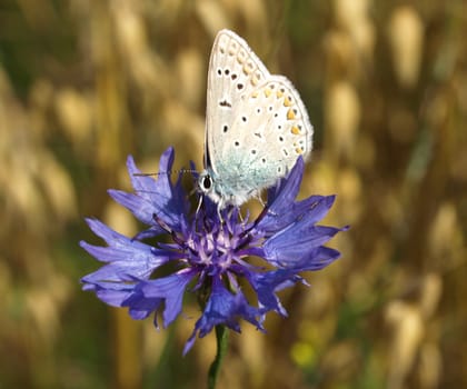 Common blue