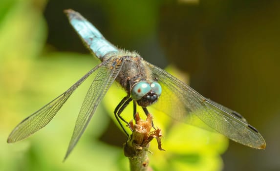 Lace spot dragonfly frontal