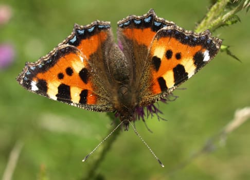 Small tortoiseshell