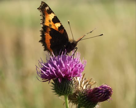 Small tortoiseshell