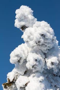 Pine in snow, winter, sunny, blue sky