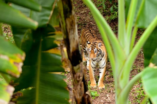 bengal tiger in forest