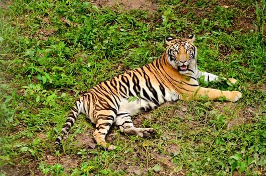 bengal tiger resting in the forest