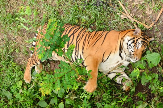 relax behavior of bangal tiger